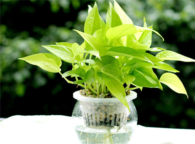 室内搁置绿萝检测